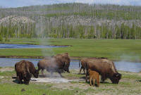 800px-Bison_near_a_hot_spring_in_Yellowstone.jpg (148359 bytes)